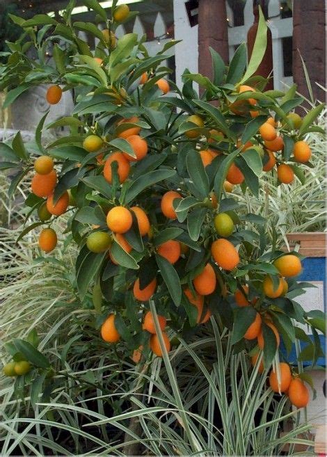 meiwa kumquat cold hardiness.